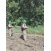 Гідропульт Тараніс  
